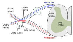 Spinal nerve