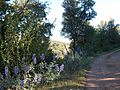 Stockton Creek Preserve trail