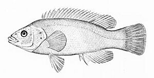 Tautogolabrus adspersus (line art).jpg