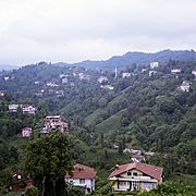 Tea plantation in Rize