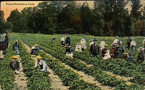 Texas Strawberry Field