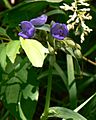 Tradescantia ohiensis 6.22.2008