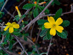 Turnera diffusa var. aphrodisiaca 001