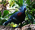 Victoria Crowned Pigeon CentralPark Zoo