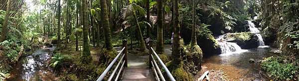 View from the Bamboo Waterfall