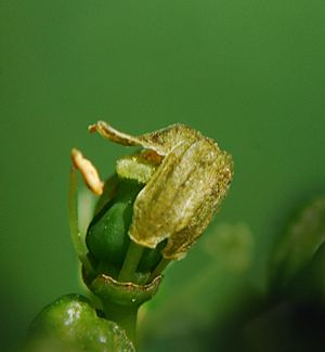 Vitis vinifera fleur 1