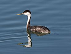 Western Grebe swimming