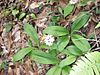 White clintonia.jpg