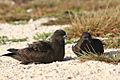 Xmas shearwaters roosting