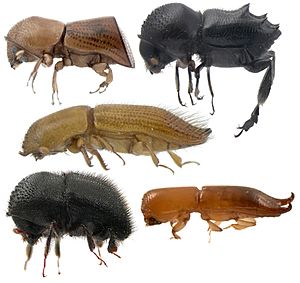 Xyleborina diversity