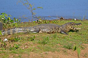 Yacare Caiman (Caiman yacare) (28742110492).jpg