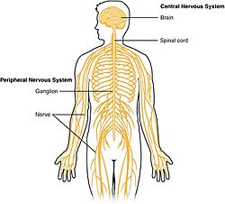 1201 Overview of Nervous System.jpg