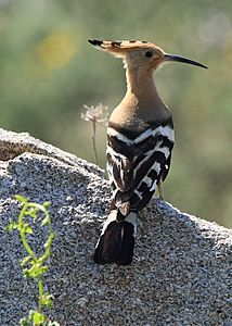 ABUBILLA (Upupa epops)