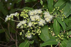 Angophora subvelutina buds