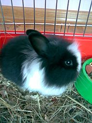 Angora rabbit