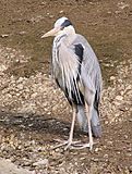 Ardea cinerea.jpg