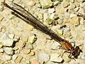 Argia moesta-female brown form