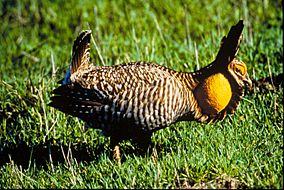 Attwater's Prairie Chicken.jpg