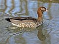 Australian Wood Duck female RWD