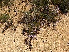 Beaufortia schaueri (habit)