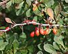 Berberis thunbergii fruits.JPG