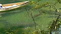 Blue Spring Canoe and Manatees