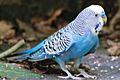 Blue australian parakeet