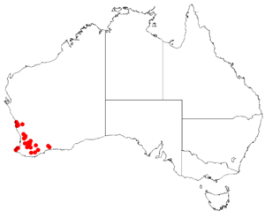 Boronia bussellianaDistMap18.png