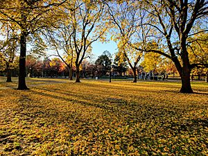 Boston Common in the fall 04