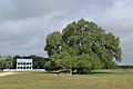 Braches House and Sam Houston Oak