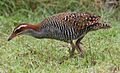 Buff-banded Rail Fafa Island