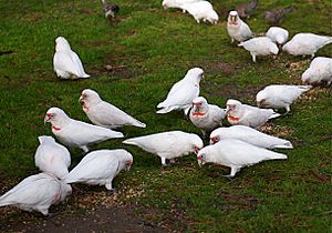 Cacatua tenuirostris -Melbourne -many feeding-8