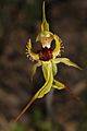 Caladenia Crebra