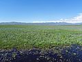 Camas Prairie Centennial Marsh