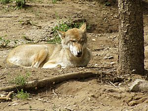 Canis lupus lupus