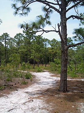 CarolinaBeachStateParkTrail.wmg.jpg