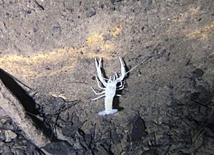 CaveCrawfish