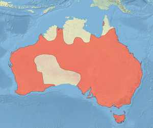 Chenonetta jubata distribution map.png