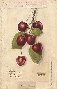 Cherries 38450lg