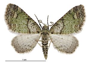 Chloroclystis inductata male.jpg