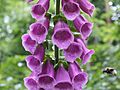 Common-foxglove-285364 960 720