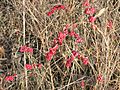 Coral berries in prairie