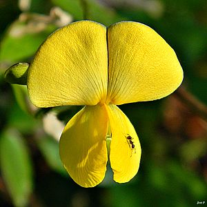 Cow-pea (Vigna luteola) (6728299493)