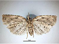 Ctenopseustis obliquana female ventral