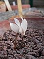 Cyclamen mirabile02