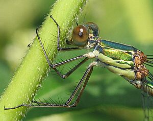 Detail of Chalcolestes viridis 8408