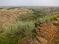 Dinosaur Provincial Park 15