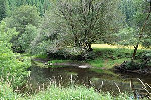 East fork millicoma river.jpg