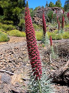 Echium wildpretii