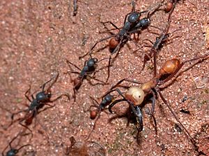 Eciton burchellii army ants